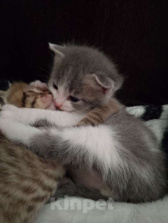 Кошки в Фокино: Котята помесь с шотландской Девочка, Бесплатно - фото 3