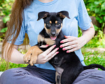 Собаки в Солнечногорске: Щенок-девочка в дар Девочка, Бесплатно - фото 2