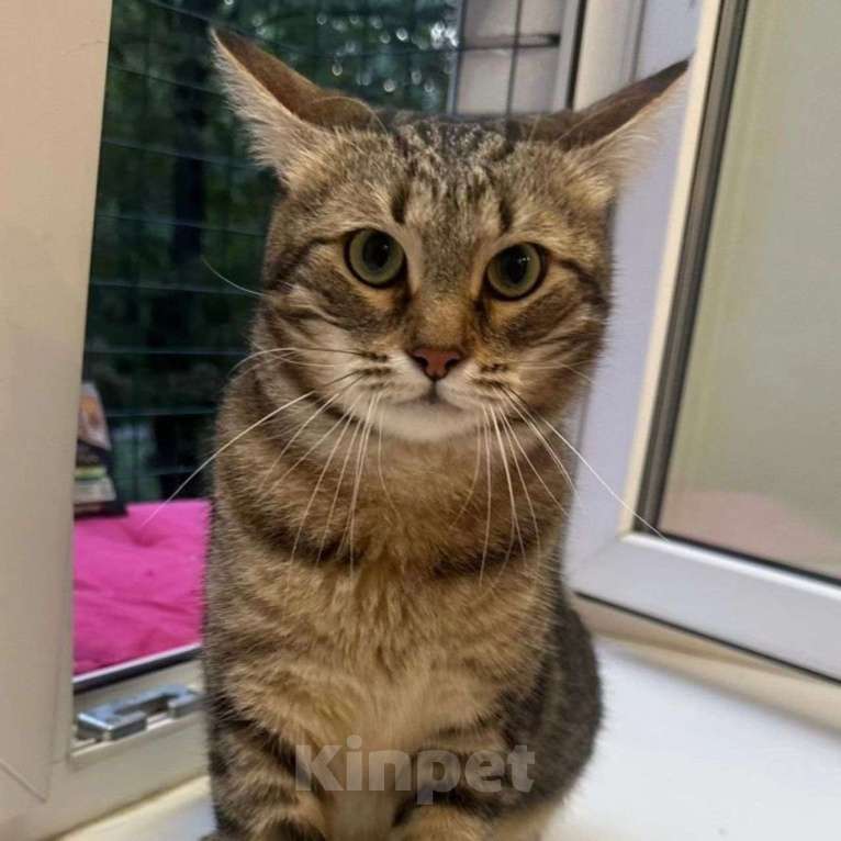 Кошки в Москве: Коту отрубили хвостик Мальчик, Бесплатно - фото 2