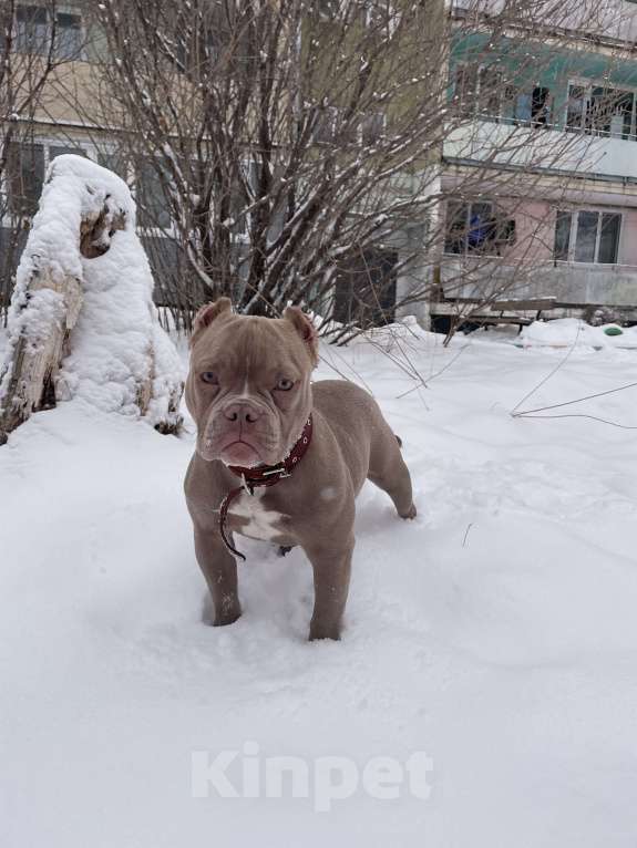 Собаки в Уссурийске: Щенок Американский булли покет Девочка, 150 000 руб. - фото 4