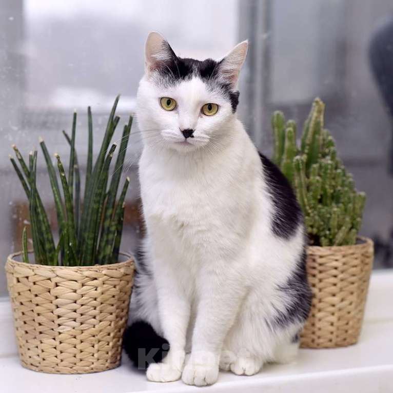 Кошки в Москве: Кот добряк Патрик в добрые руки Мальчик, Бесплатно - фото 9