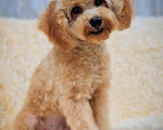 Собаки в Москве: Мальчик Тэдди пудель  Мальчик, 60 000 руб. - фото 2