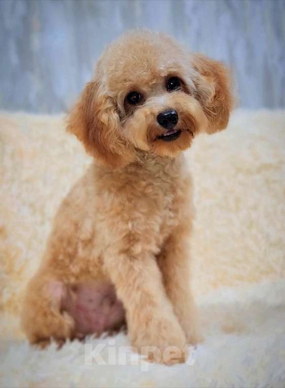 Собаки в Москве: Мальчик Тэдди пудель  Мальчик, 60 000 руб. - фото 2