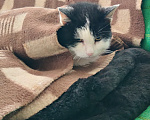 Кошки в других городах Московской области: Глухой кот Глухарик ищет человека Мальчик, Бесплатно - фото 4