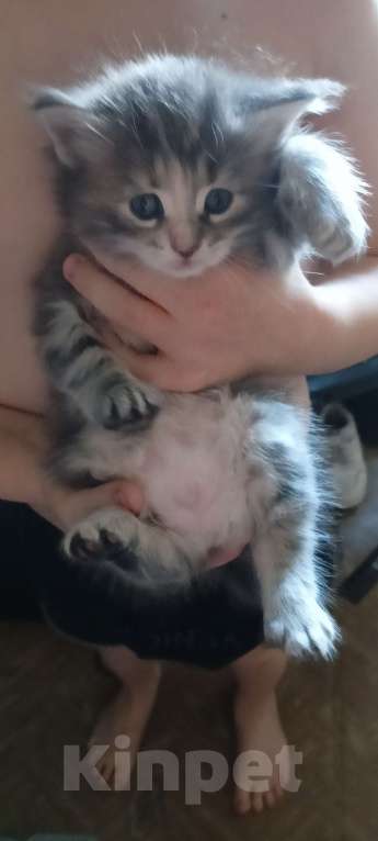 Кошки в Тобольске: Мейн,-кун Девочка, 5 000 руб. - фото 5