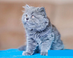 Кошки в Санкт-Петербурге: Британский длинношерстный котенок Эдвард Мальчик, 30 000 руб. - фото 1