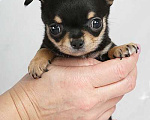 Собаки в Люберцах: Чихуахуа мини Мальчик, 35 000 руб. - фото 1