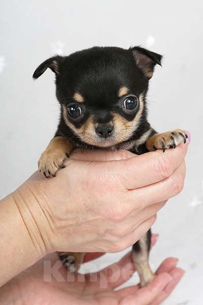 Собаки в Люберцах: Чихуахуа мини Мальчик, 35 000 руб. - фото 1