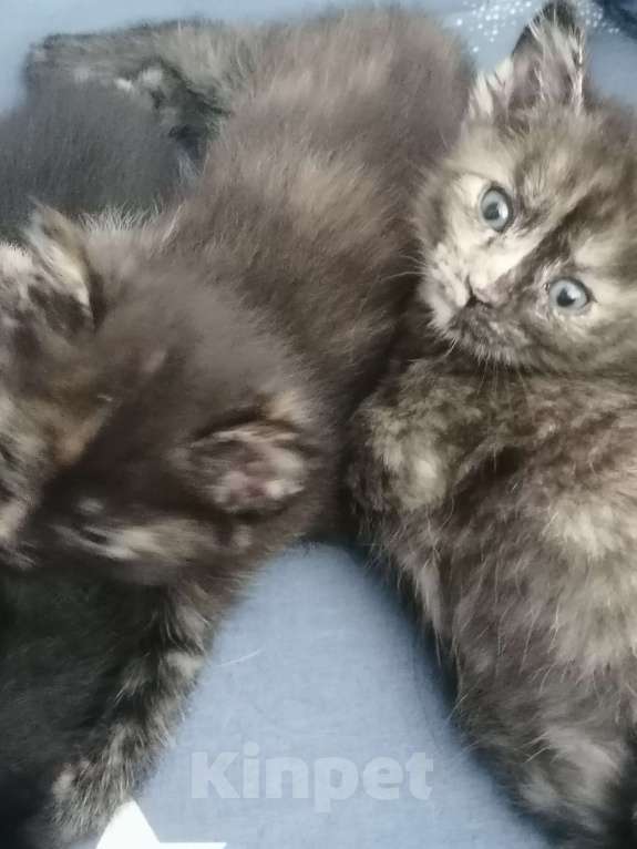 Кошки в Красноярске: Лапочка девочка Девочка, 1 руб. - фото 4