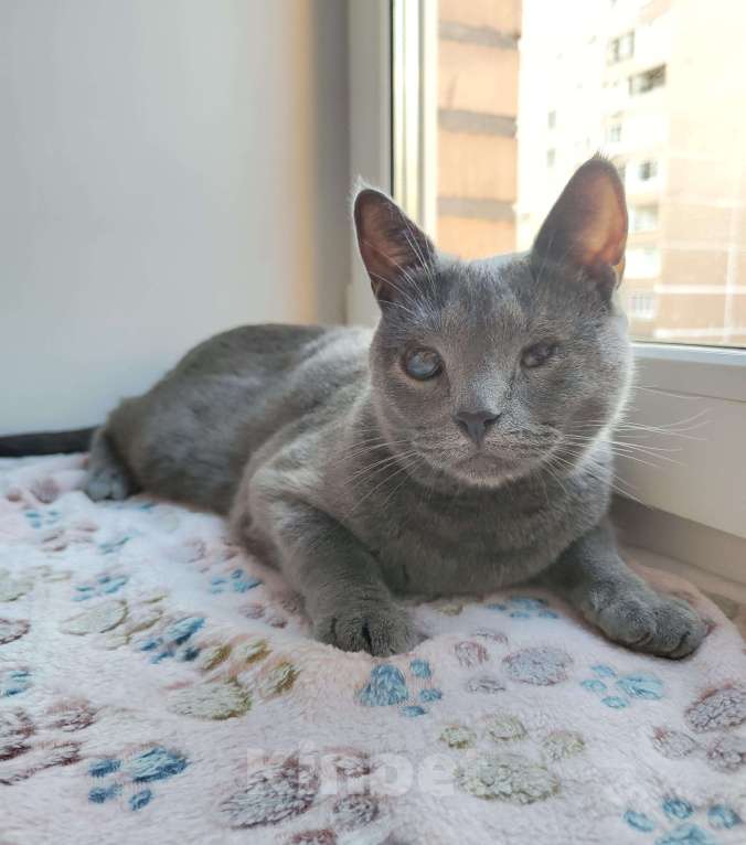 Кошки в Москве: Кошка в добрые руки  Девочка, Бесплатно - фото 4