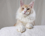 Кошки в Туапсе: Котята мейн-кун полидакт Мальчик, 25 000 руб. - фото 6