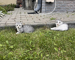 Кошки в других городах Московской области: Котенок в Добрые руки Мальчик, Бесплатно - фото 5