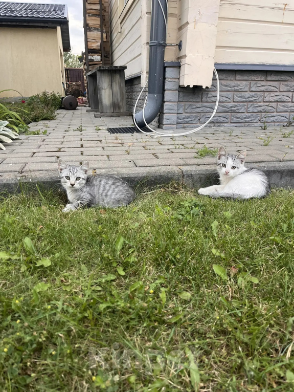 Кошки в других городах Московской области: Котенок в Добрые руки Мальчик, Бесплатно - фото 5