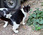 Кошки в Ростове-на-Дону: Котята в добрые руки, живут на улице Разнополые, Бесплатно - фото 6