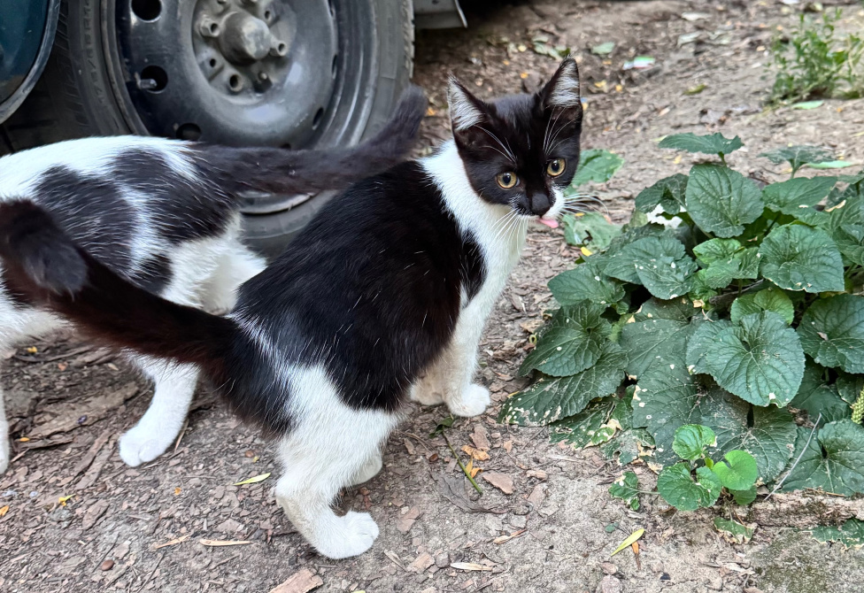 Кошки в Ростове-на-Дону: Котята в добрые руки, живут на улице Разнополые, Бесплатно - фото 6