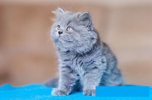 Объявление: Британский длинношерстный котенок Эдвард, 30 000 руб., Санкт-Петербург