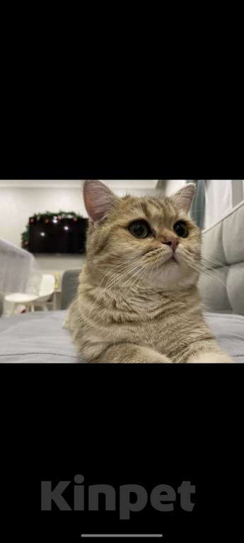 Кошки в Казани: Британский короткошерстный котёнок Мальчик, 18 000 руб. - фото 2