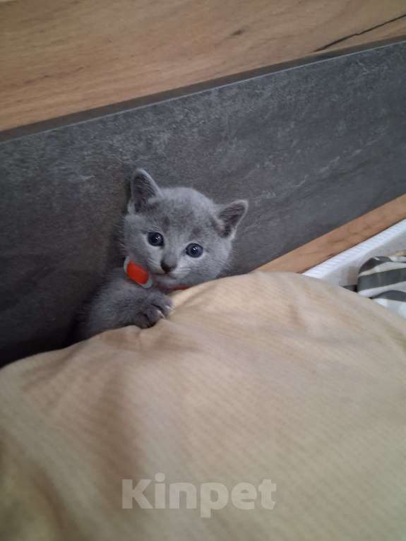 Кошки в Казани: Девочка Девочка, 50 000 руб. - фото 3