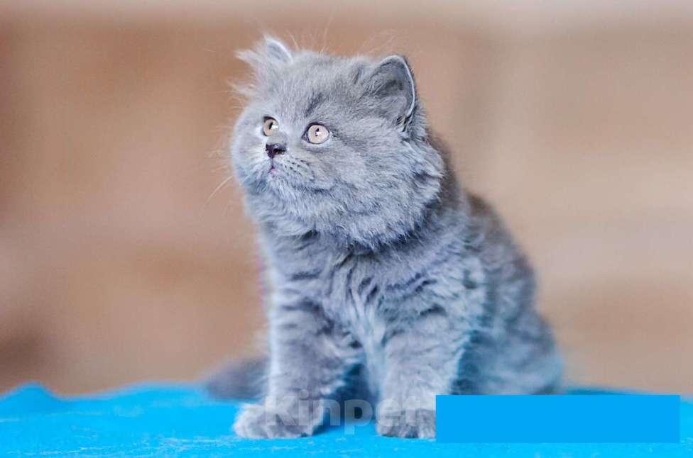 Кошки в Санкт-Петербурге: Британский длинношерстный котенок Эдвард Мальчик, 30 000 руб. - фото 1