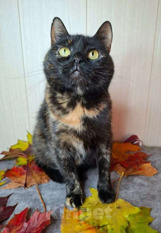 Кошки в Москве: Черепаховая кошка в добрые руки  Девочка, Бесплатно - фото 2