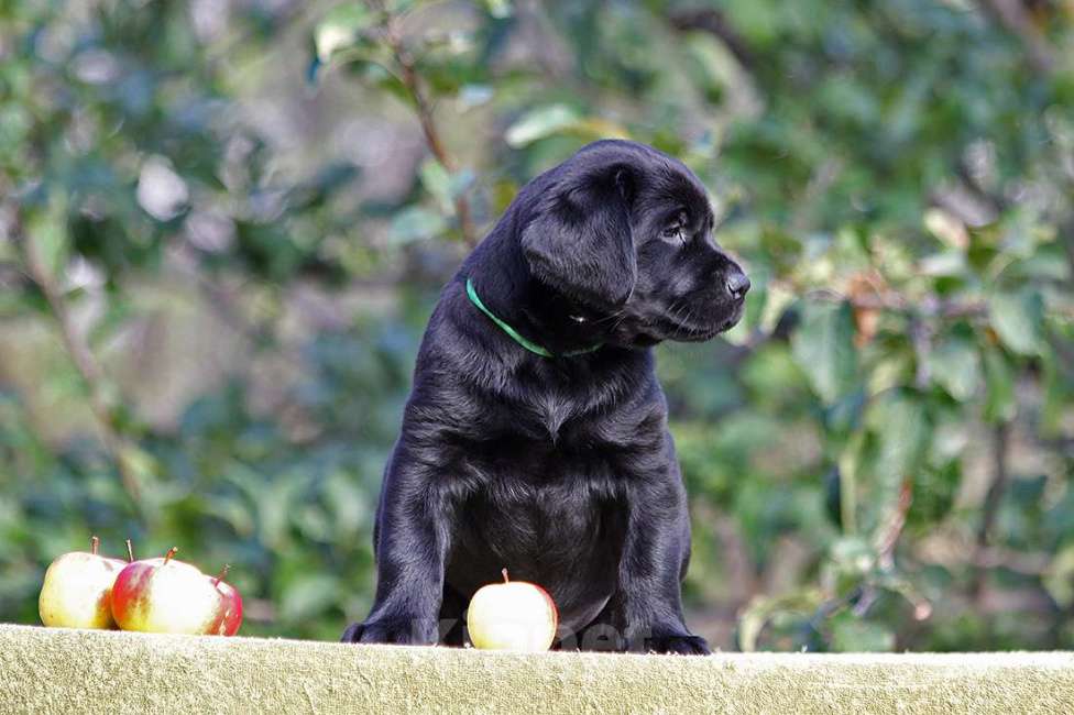 Собаки в Новороссийске: Лучший друг для активной семьи  Мальчик, Бесплатно - фото 7