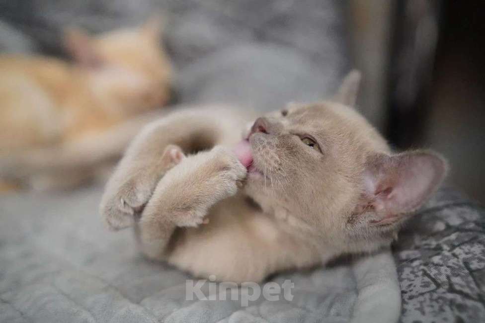 Кошки в Подольске: Котята Бурмы Разнополые, 70 000 руб. - фото 2