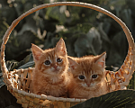 Кошки в Санкт-Петербурге: Рыжий котенок Мальчик, Бесплатно - фото 6