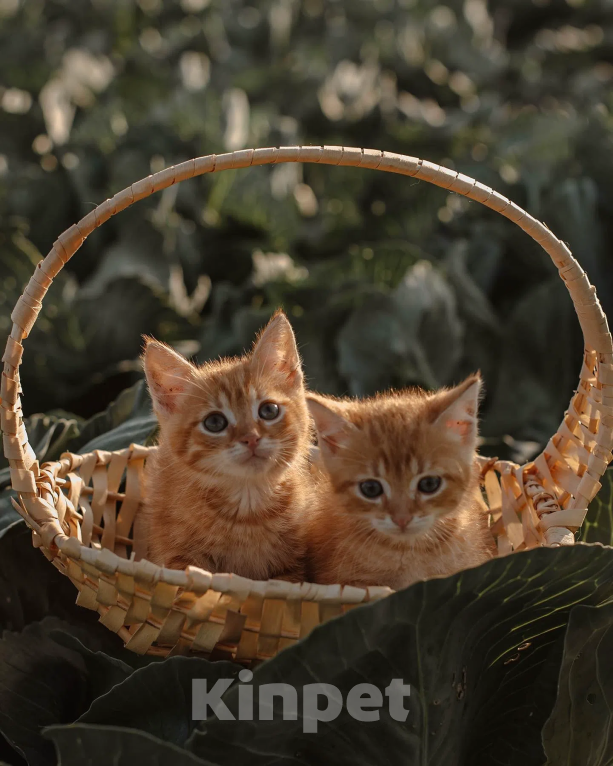 Кошки в Санкт-Петербурге: Рыжий котенок Мальчик, Бесплатно - фото 6