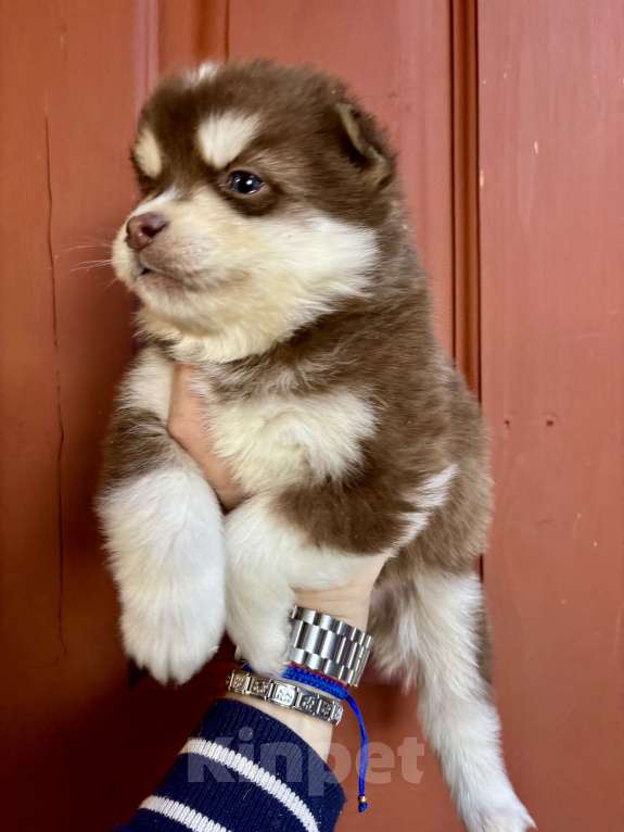 Собаки в Санкт-Петербурге: Щенок Малая Сибирская Собака Хапика Девочка, Бесплатно - фото 4