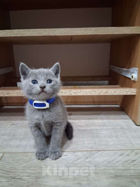 Кошки в Казани: Мальчика  Мальчик, 50 000 руб. - фото 2