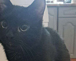 Кошки в Санкт-Петербурге: Черный котенок ищет дом Мальчик, Бесплатно - фото 1