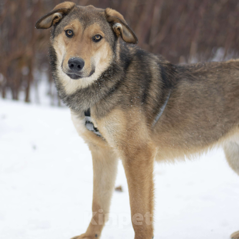 Собаки в Москве: Винтик Мальчик, Бесплатно - фото 2