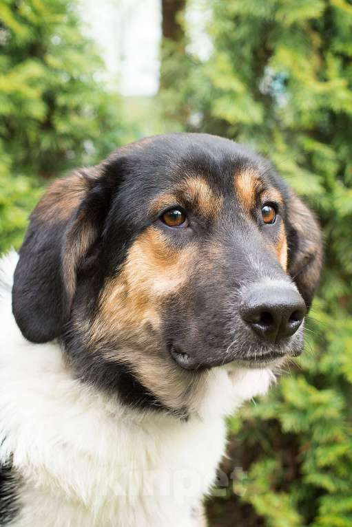 Собаки в Москве: ХАммер. Ему плохо без людей Мальчик, Бесплатно - фото 2