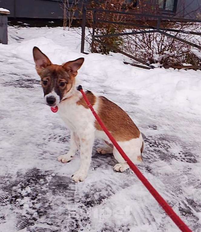 Собаки в Санкт-Петербурге: Маленькая и ласковая собачка, диванный вариант Девочка, Бесплатно - фото 1