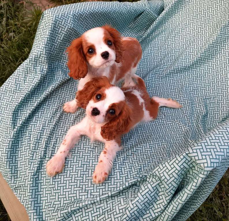 Собаки в Москве: Щенки Кавалер-Кинг-Чарльз Спаниель с документами и прививками Девочка, 55 000 руб. - фото 6