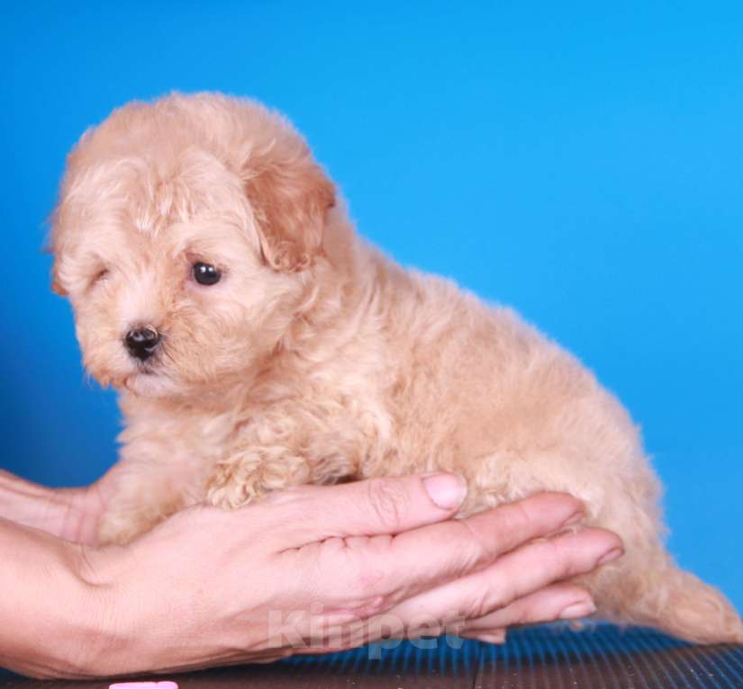 Собаки в Москве: мальтипу Ф1 щенки Девочка, 150 000 руб. - фото 2