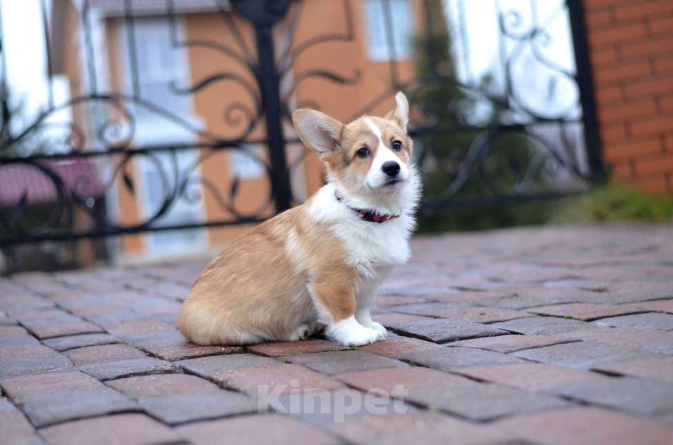Собаки в Москве: Щенки вельш корги пемброк Девочка, 60 000 руб. - фото 1