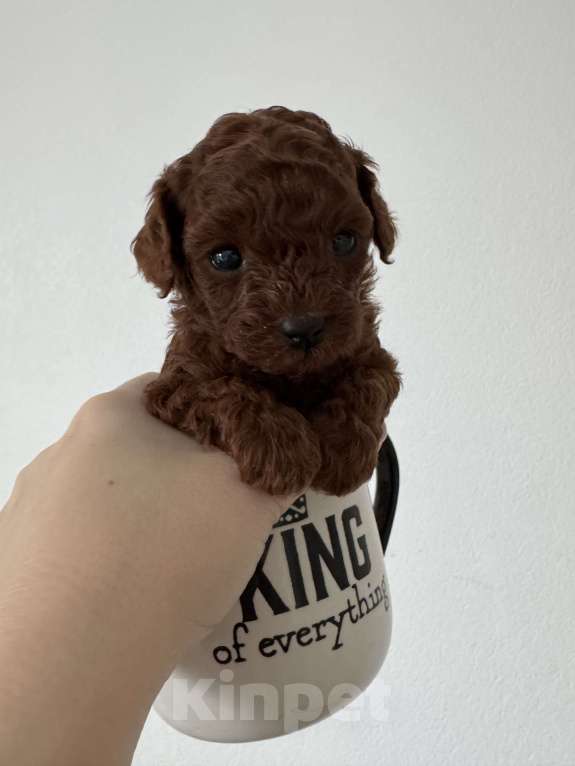 Собаки в Москве: Той-пудель тикап тэдди Мальчик, 200 000 руб. - фото 3