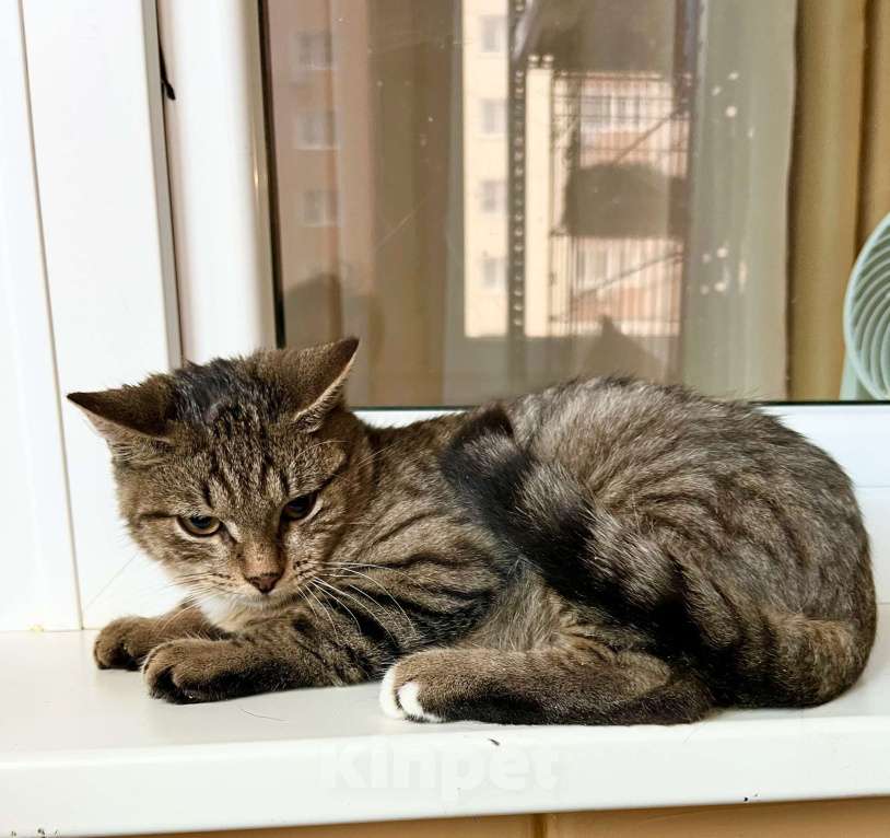 Кошки в Москве: Сладкий добрейший котенок Маффин в добрые руки Мальчик, Бесплатно - фото 3