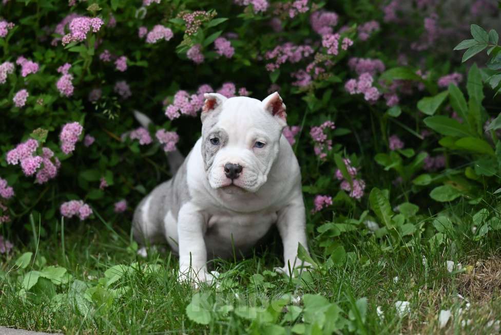 Собаки в Москве: Эффектная красотка  Девочка, 100 000 руб. - фото 4