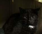 Кошки в Санкт-Петербурге: Малыш черныш 3 мес пережил морозы Мальчик, Бесплатно - фото 3