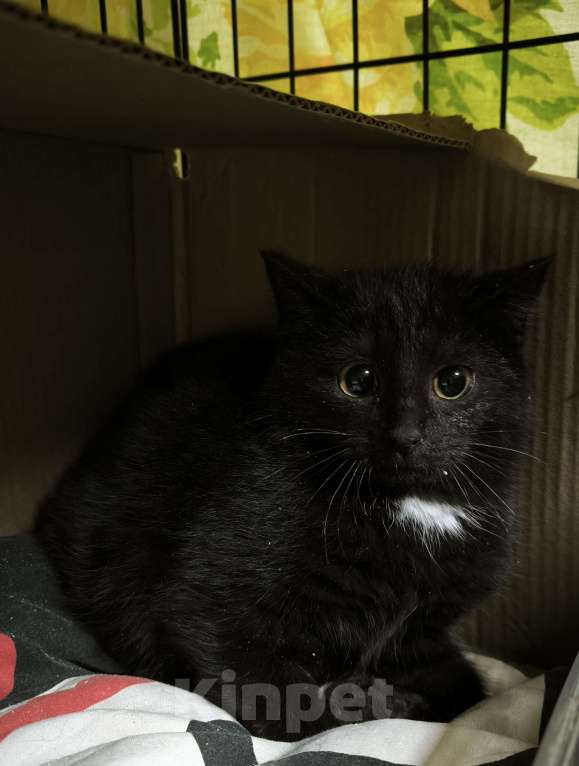 Кошки в Санкт-Петербурге: Малыш черныш 3 мес пережил морозы Мальчик, Бесплатно - фото 3