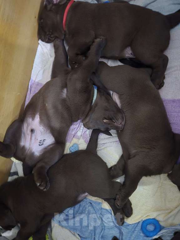 Собаки в других городах Крыма: Щенки лабрадора-ретривера Мальчик, 35 000 руб. - фото 5