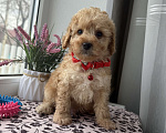 Собаки в Краснодаре: Той-Пудель Мальчик, 50 000 руб. - фото 1