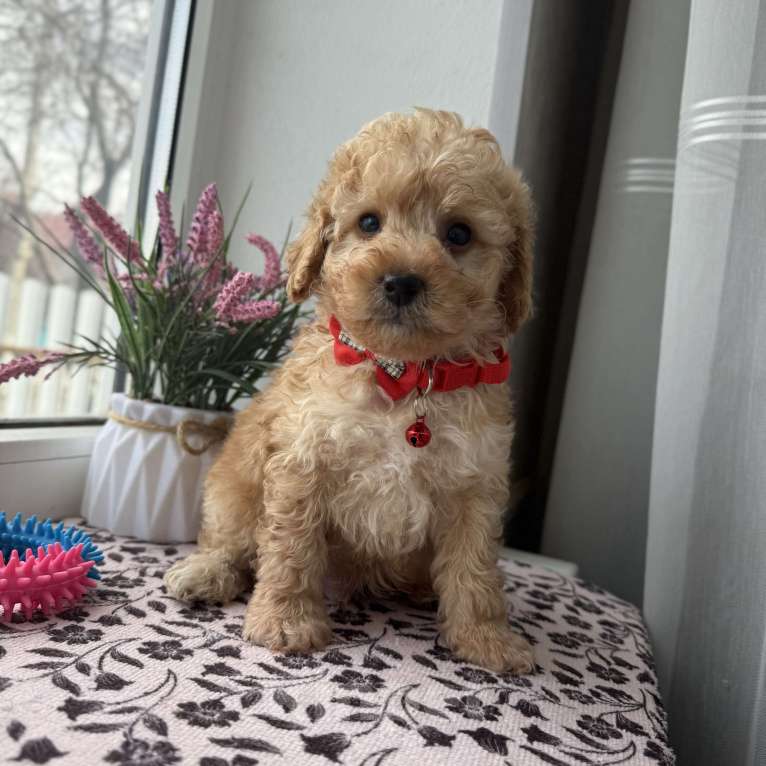 Собаки в Краснодаре: Той-Пудель Мальчик, 50 000 руб. - фото 1