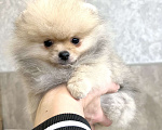 Собаки в Туле: Померанский шпиц мини Мальчик, 30 000 руб. - фото 3