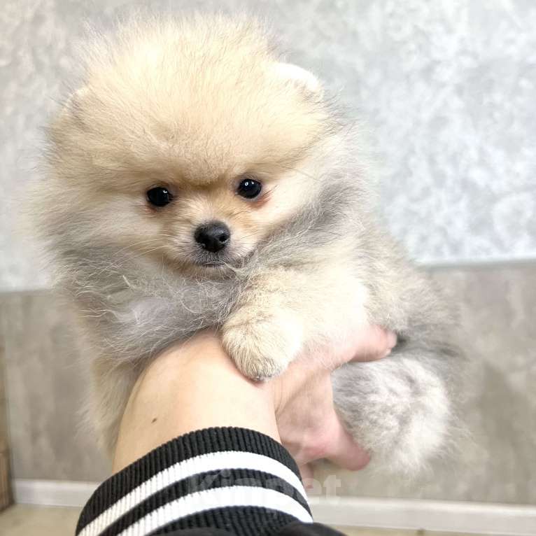 Собаки в Туле: Померанский шпиц мини Мальчик, 30 000 руб. - фото 3