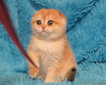 Кошки в Москве: роскошная золотая шиншилла Девочка, Бесплатно - фото 2