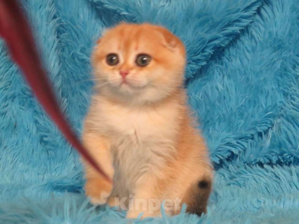 Кошки в Москве: роскошная золотая шиншилла Девочка, Бесплатно - фото 2