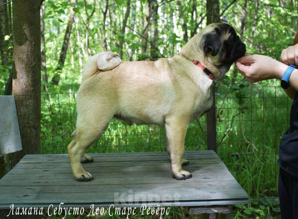 Собаки в Москве: Брутальный пирожок Мальчик, 100 000 руб. - фото 10
